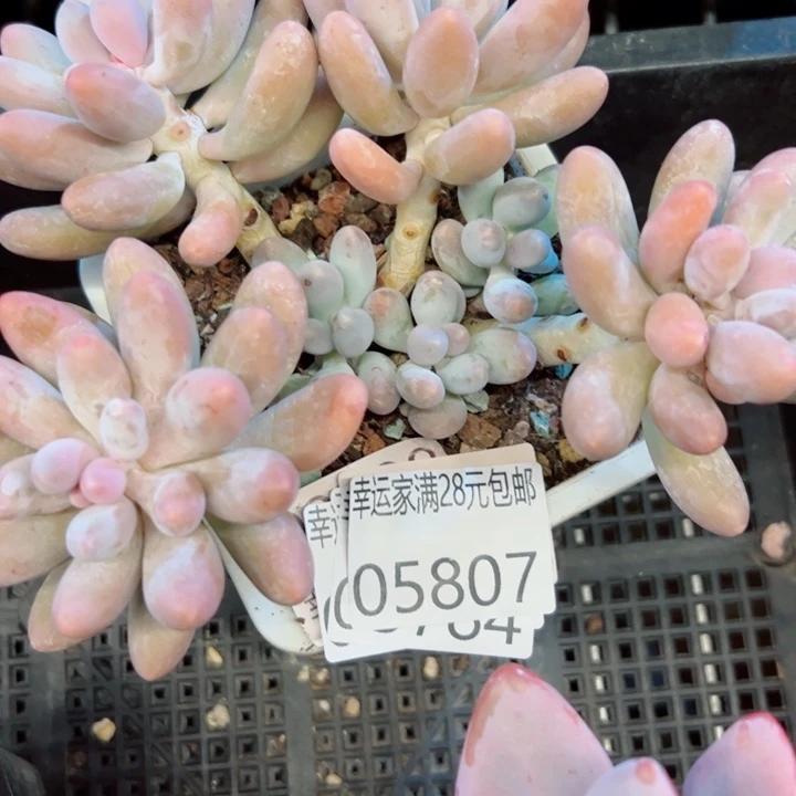 幸运的是我还没遇到你