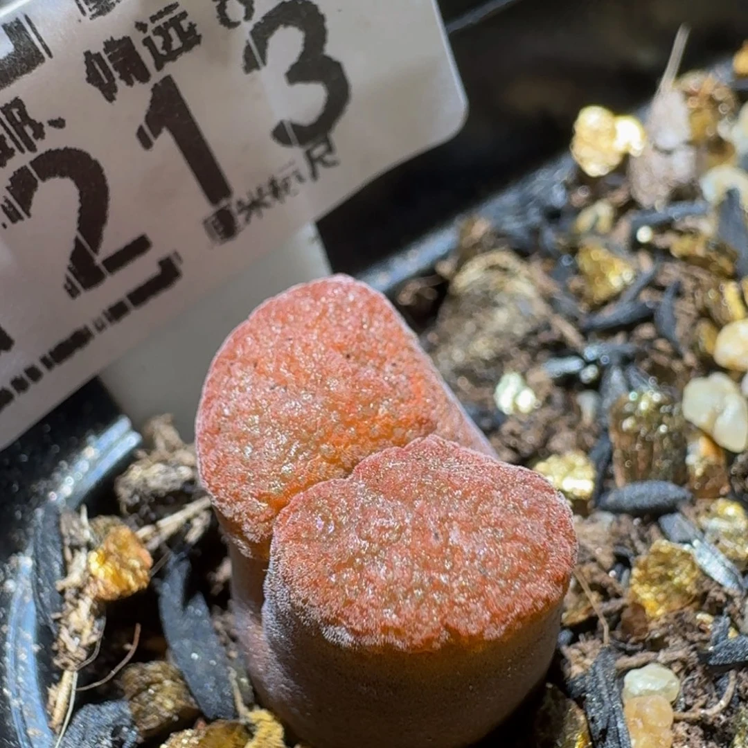 Ssss精品生石花1213蛋糕