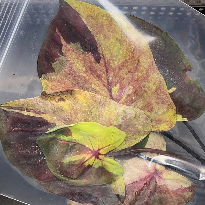 爱***茶192-0621落日天空现货多肉