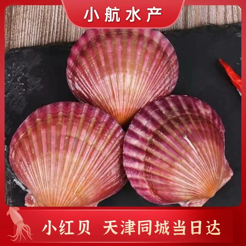 鲜活小红贝鲜甜肥美，鲜活发货保鲜不保活，只发京津冀.