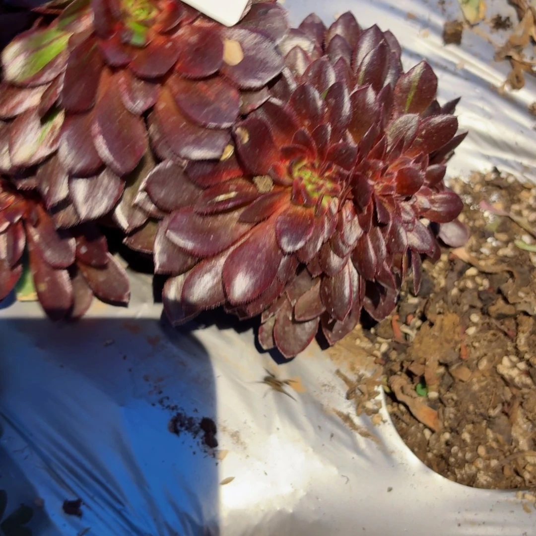 我8209 号多肉法师特价