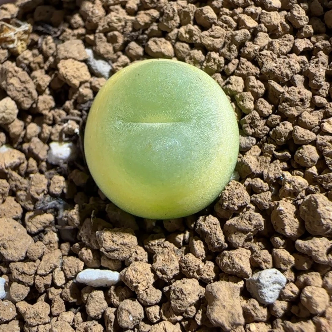 肉锥多肉植物组合-sh1200拉登208