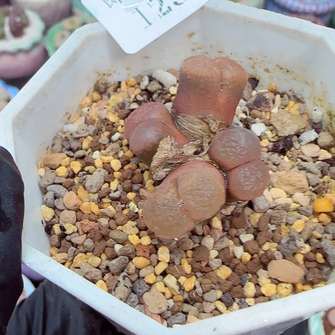 生石花满18包邮1230-38