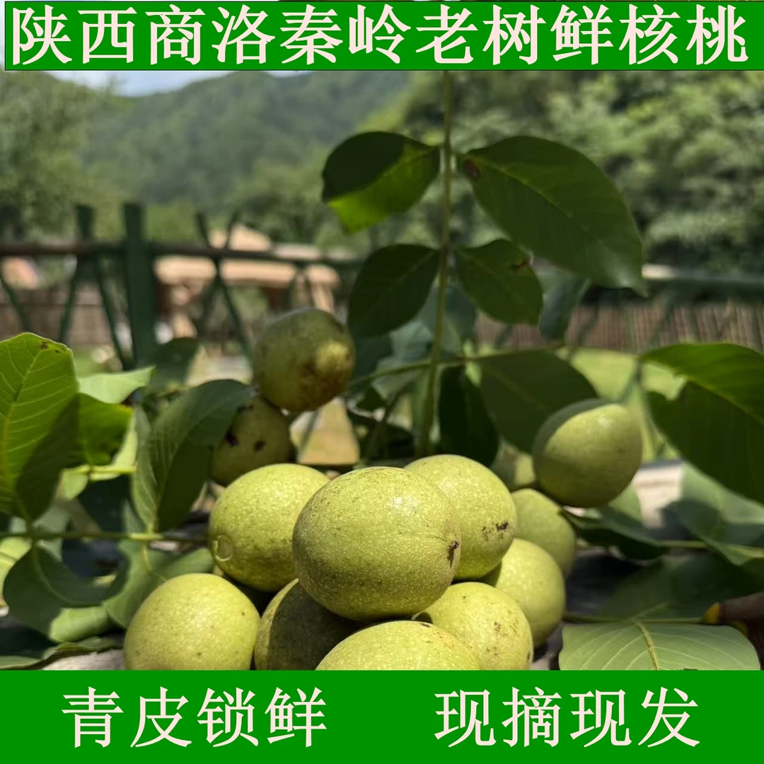 2025陕西秦岭老树核桃新鲜湿核桃青皮油香核桃天然生态美味脆嫩