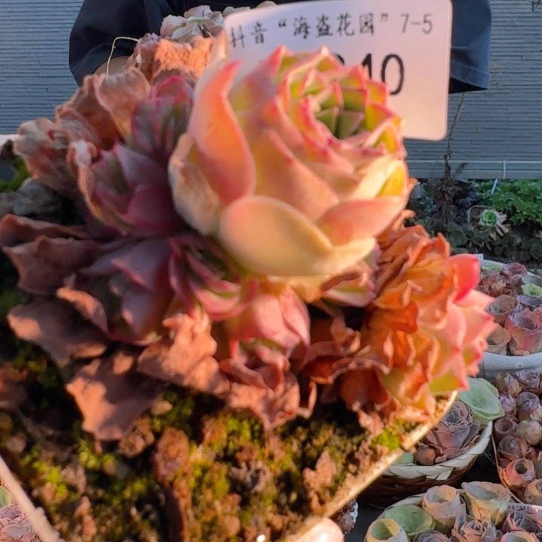 刺***抱TT840  福袋链接福袋