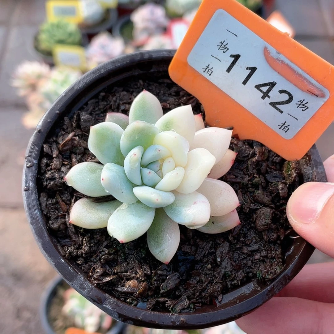 【闪购商品】1142号