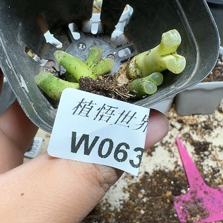 063号多肉植物哇c c