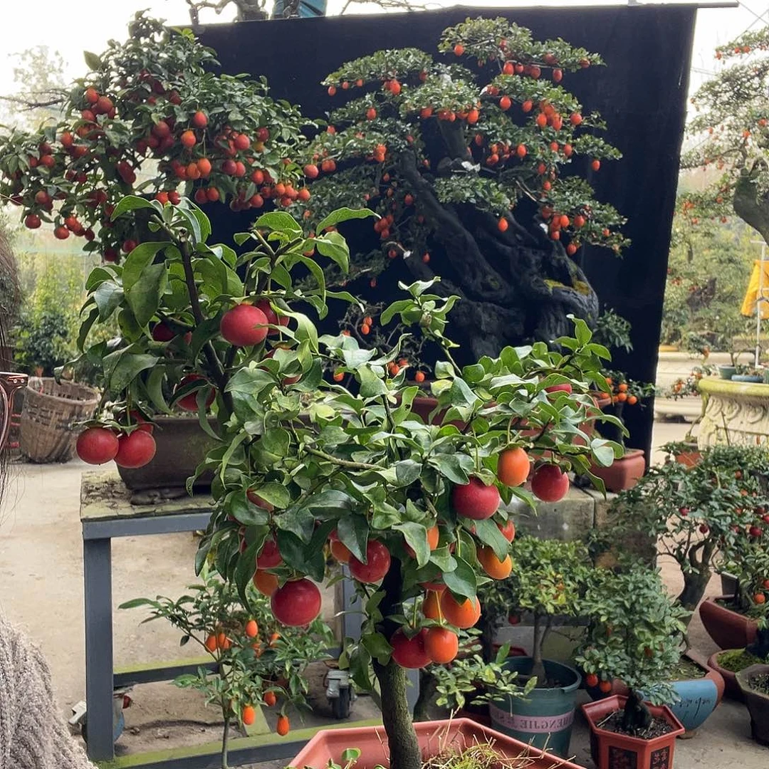 金弹子盆景喜欢的来