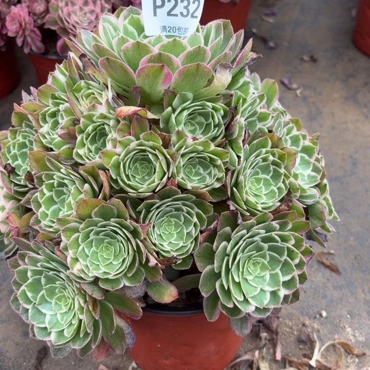 多肉植物 232 海王。。