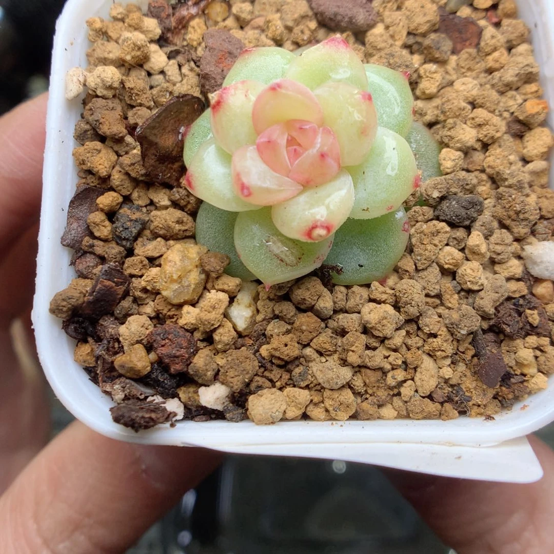 T116y y y y y y y y t y