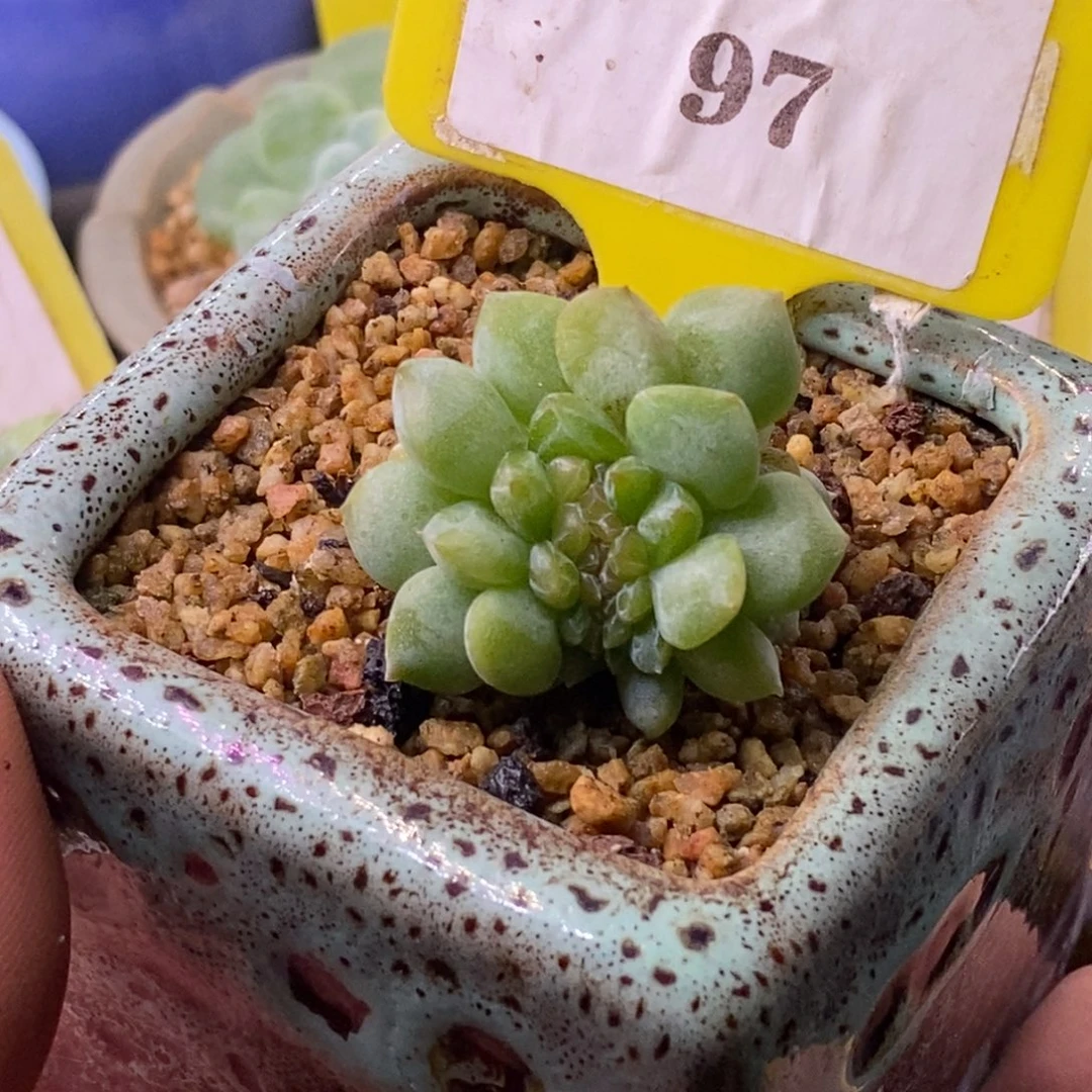697黛玉缀化龙头……