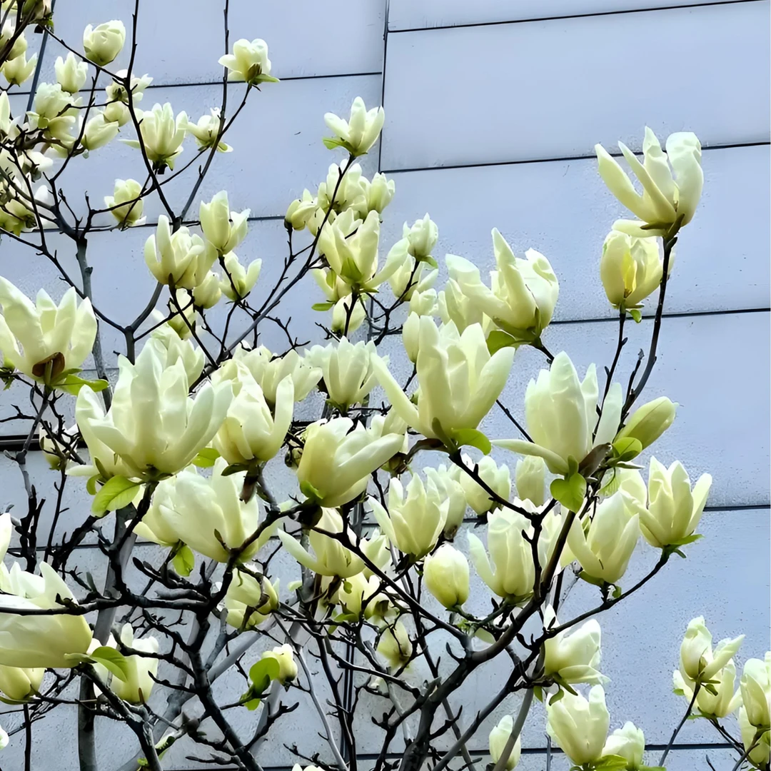 精品黄玉兰 飞黄玉兰 南方北方都可栽种