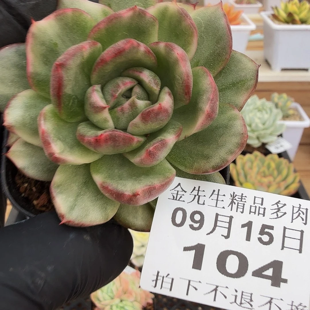 0915-104塔克帕米拉锦