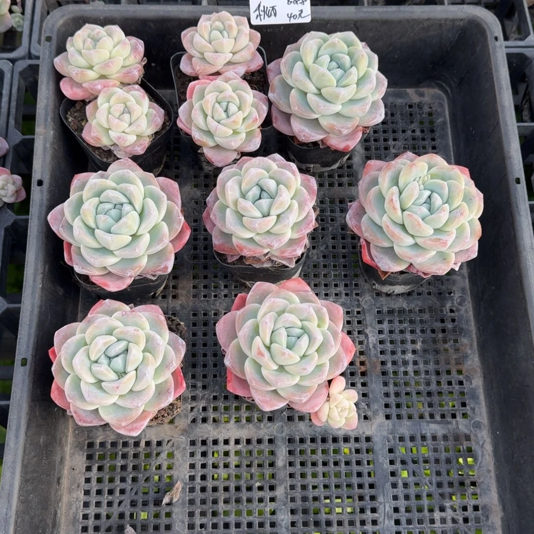 秋*秋雨冰玉8棵40元