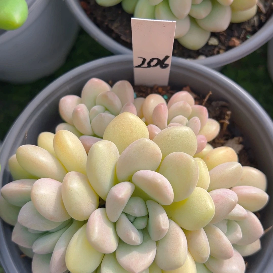 香玉等多种名贵的产品和服务