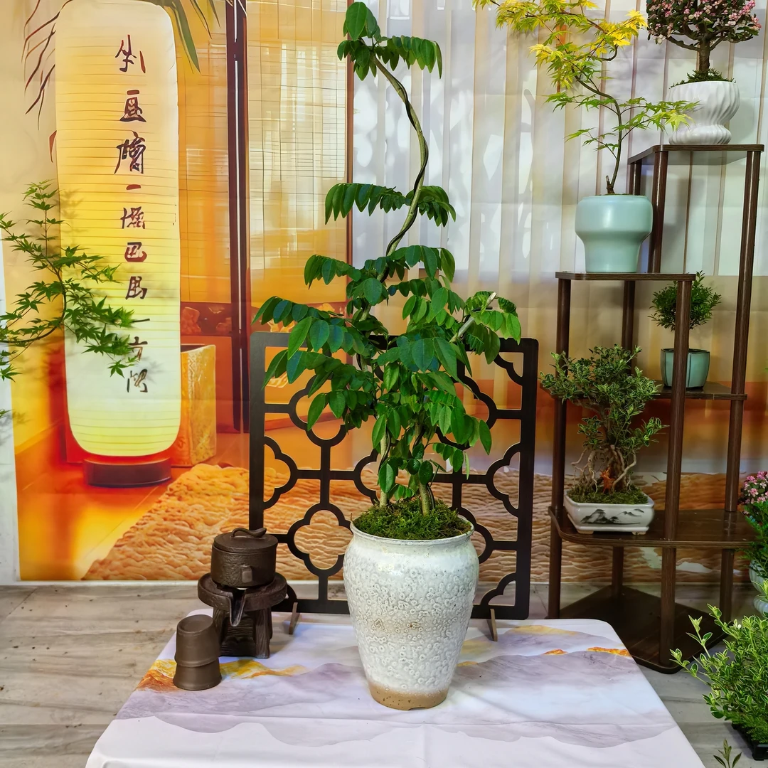 海南黄花梨珍贵高端木种帝王木一盆两棵带瓷盆底座苔藓净化空气