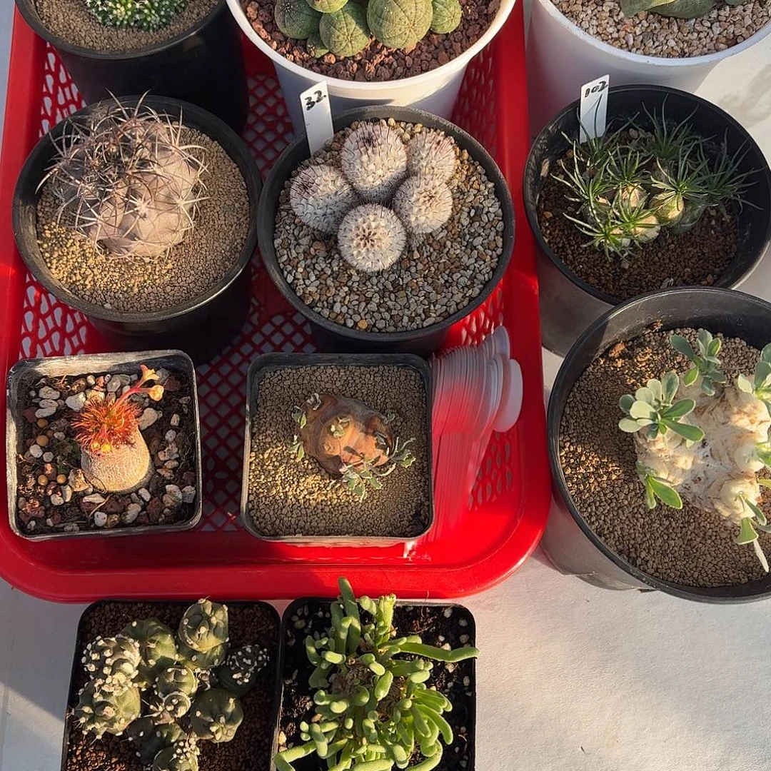 淡***色淡紫专拍仙人球1234