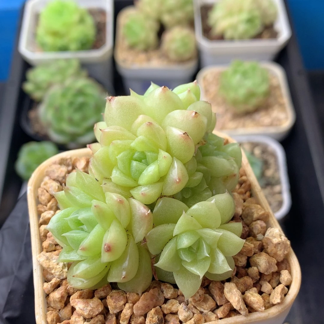 58包邮  群生不包整 141