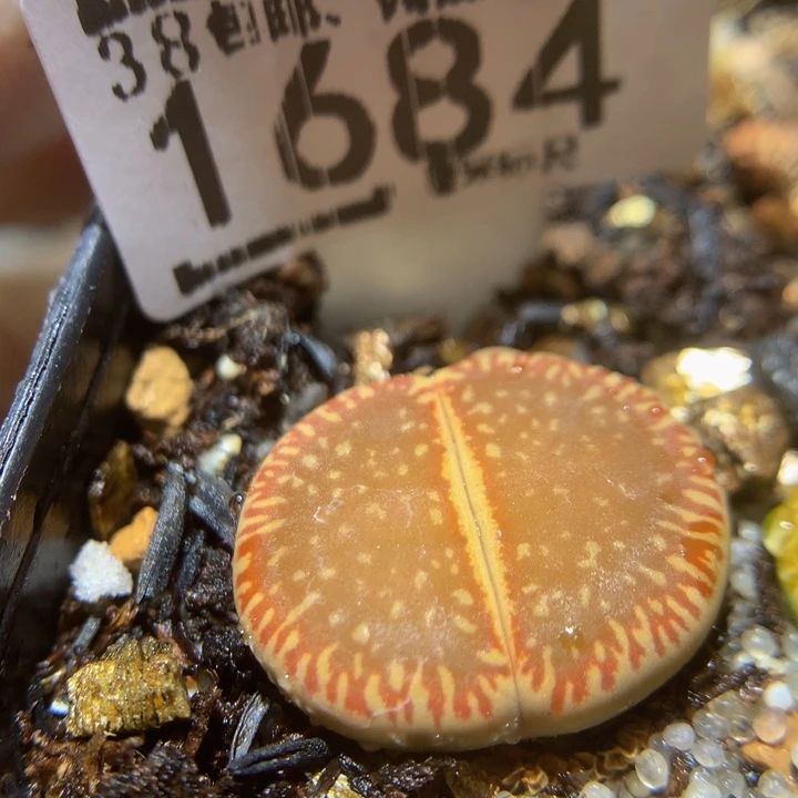 Sss精品花生花1684