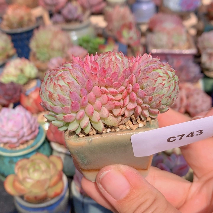 一物一拍含盆土满38包邮C743