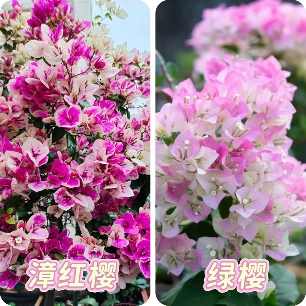 （绿樱+漳红樱）到手2棵 三角梅好养易开花可爬藤飘枝 不带花