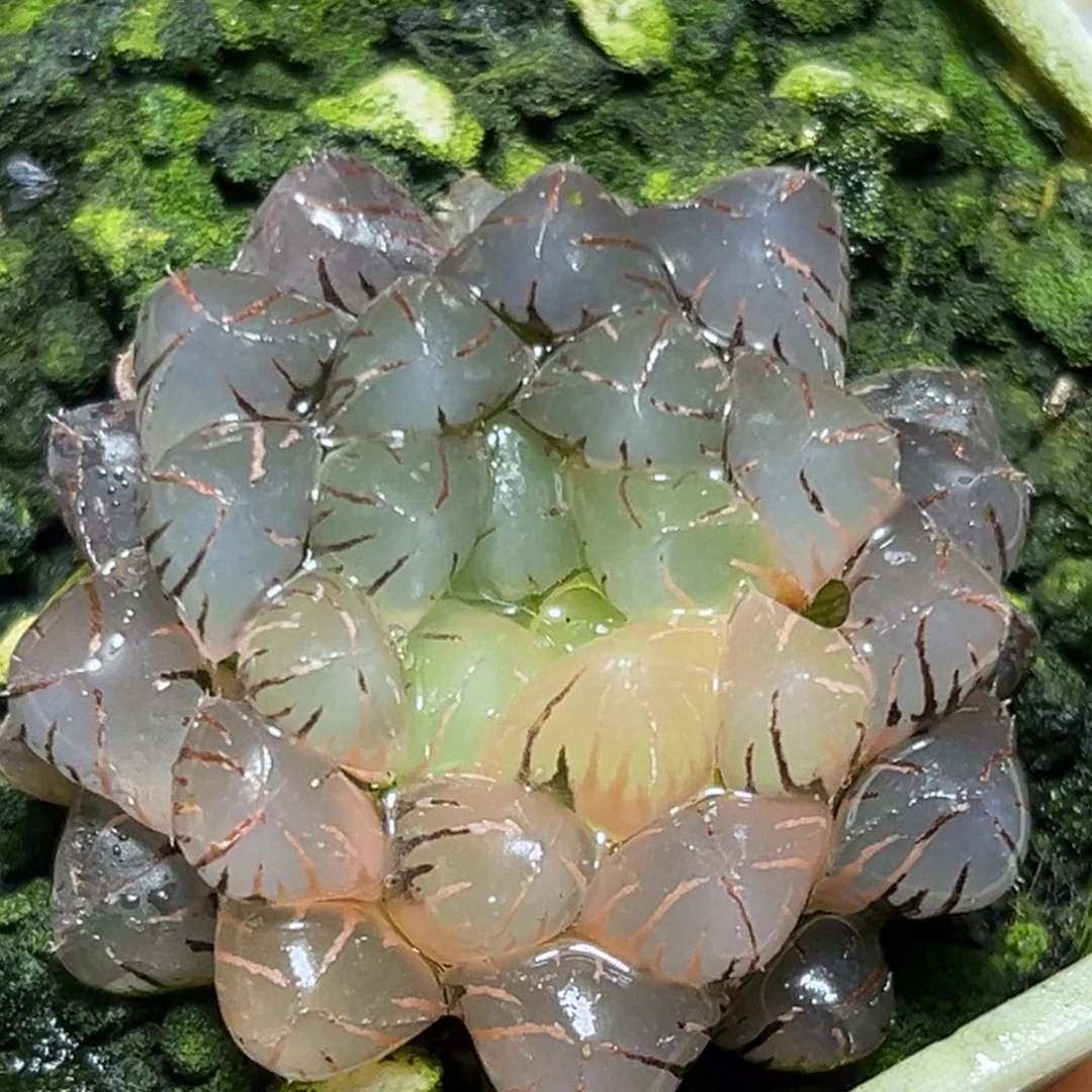 恭喜发财大吉大利0256