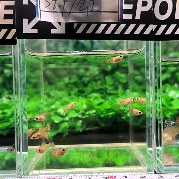 海水鱼孔雀鱼，黄金玻璃猫苗子10条。