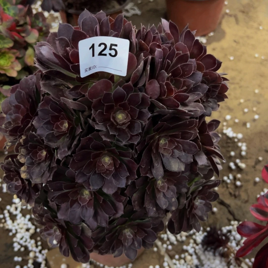125荷兰玫瑰多肉植物