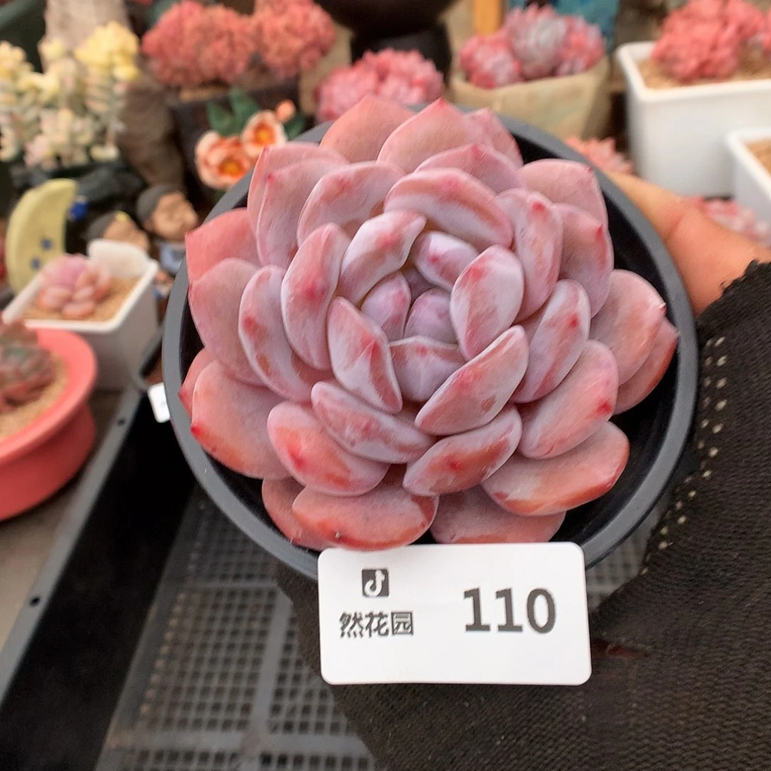 110星影多肉植物6666