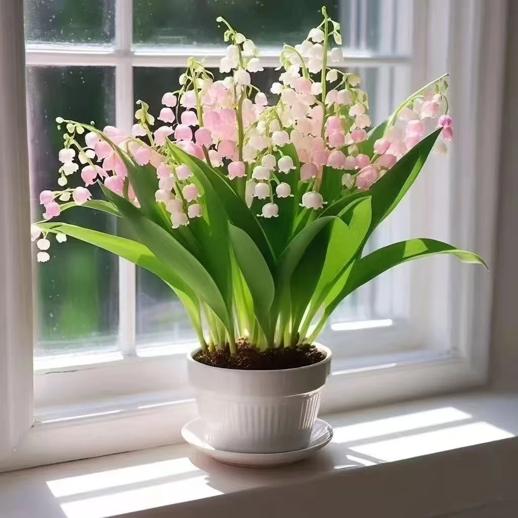 好养铃兰花苗浓香大花四季绽放室内外适用耐寒盆栽绿植带芽可净化