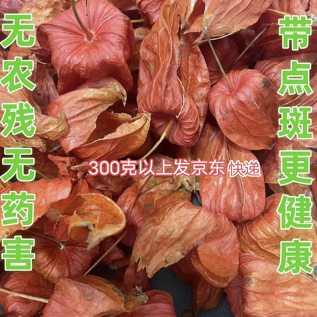 东北小兴安岭天然红姑娘干皮带雨斑可入药苦姑娘皮锦灯笼皮