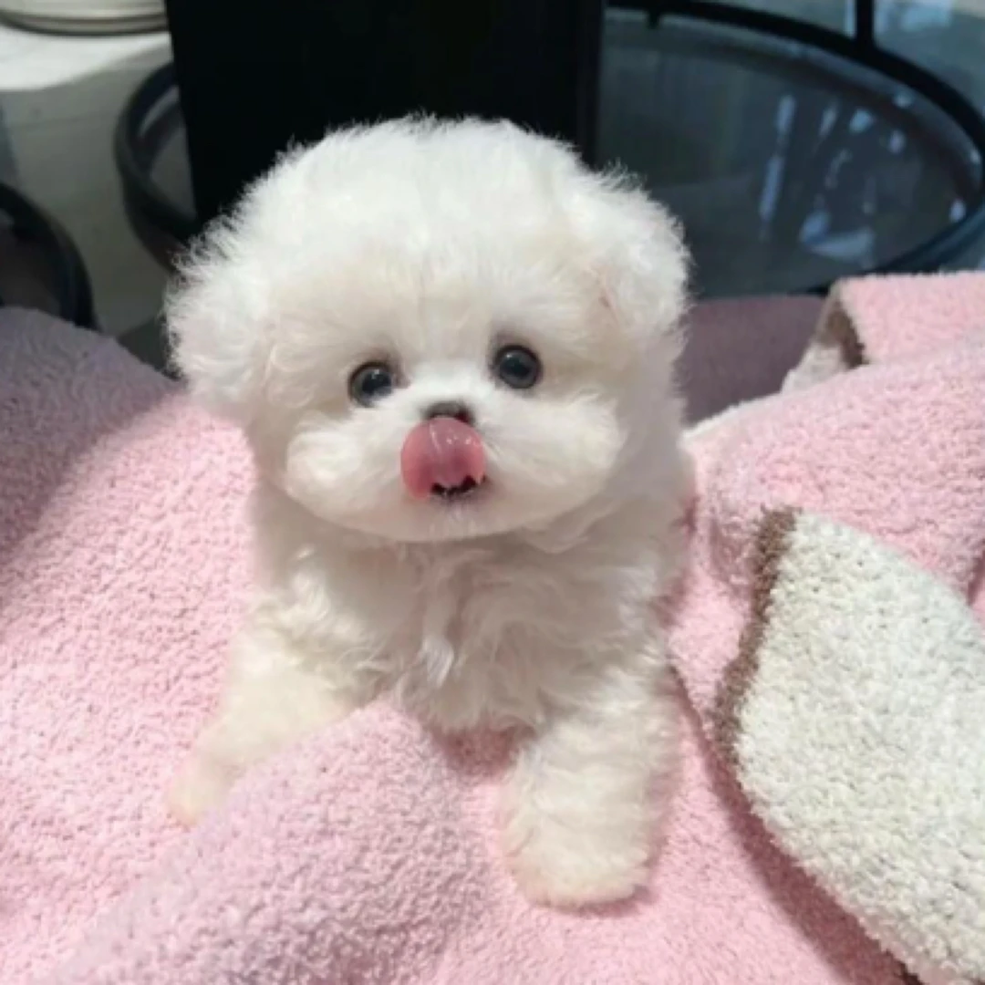 橘子狗狗活体狗狗全款链接