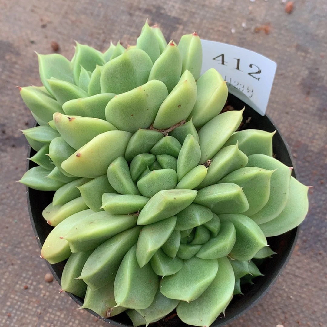 【闪购商品】云412号