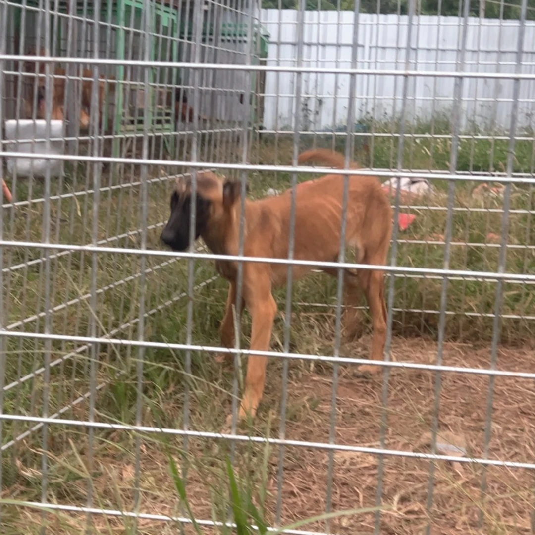 马犬护卫犬工作犬小母