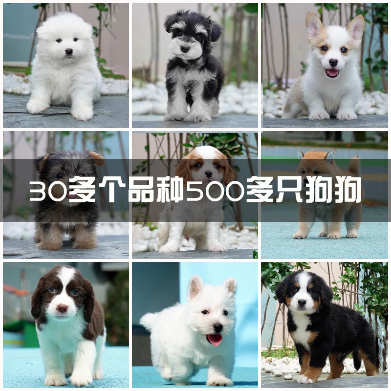 成都捷克狼比熊伯恩山美卡柴犬阿拉斯加高级宠物伴侣犬看家护院