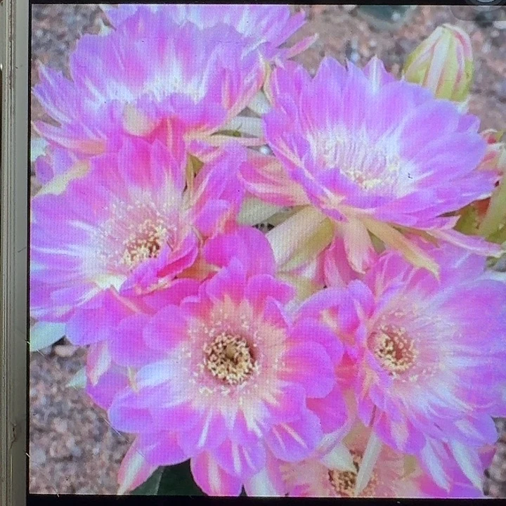 汤姆带根丽花4公分