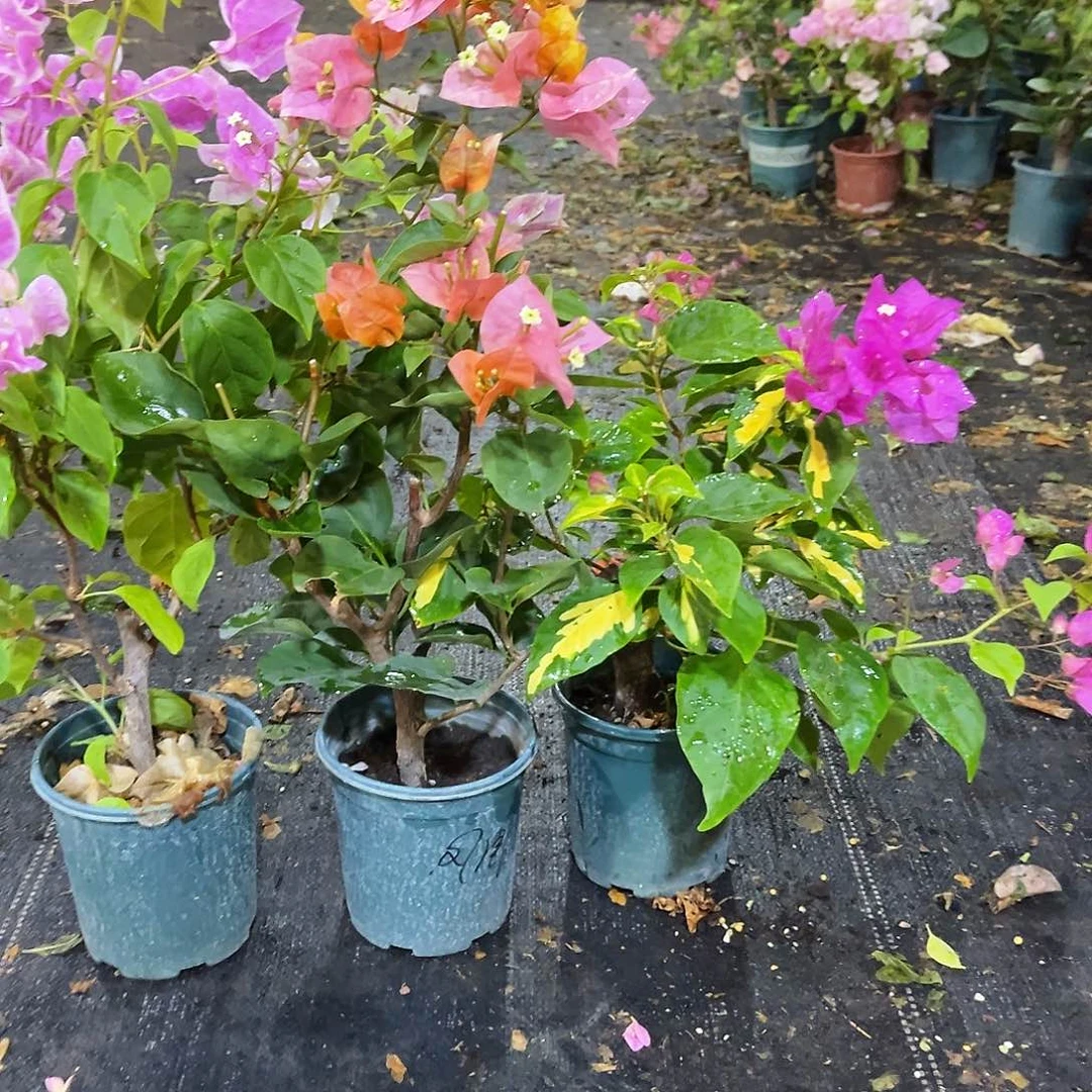大部分花苞少量开放广红樱，凤凰，金心双色组合