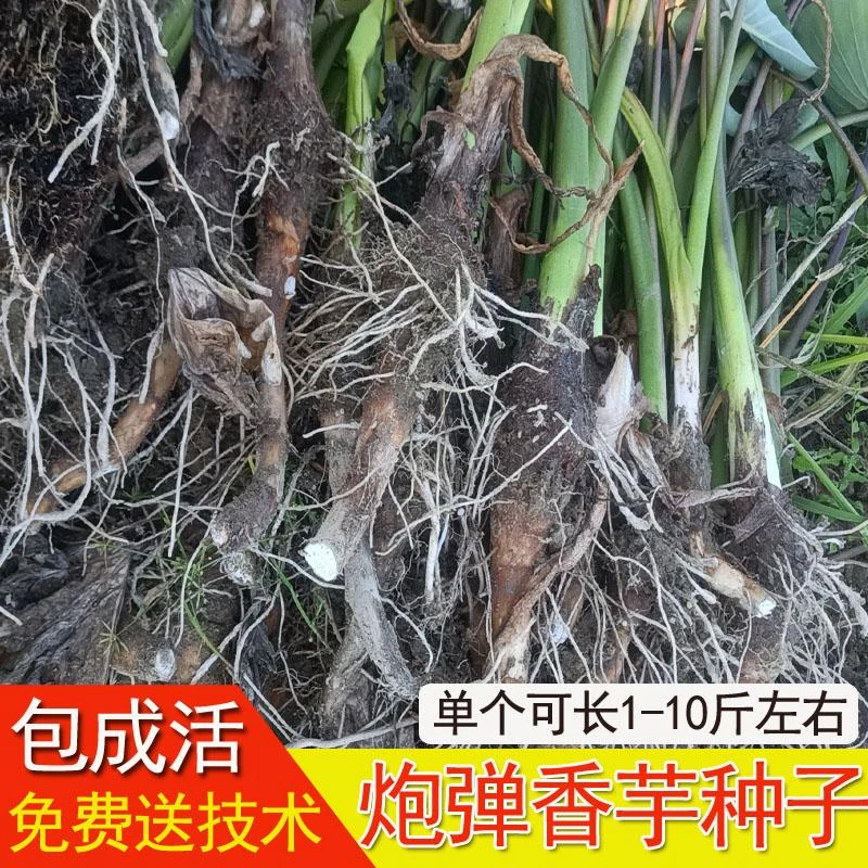 广东炮弹芋头种乐昌张溪香芋苗韶关槟榔芋高产特大种植栽培芋艿粉