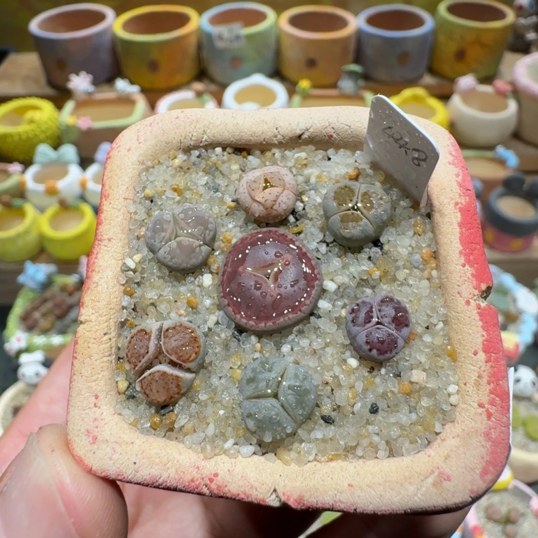 蘑菇1366奔驰彩拼多肉植物