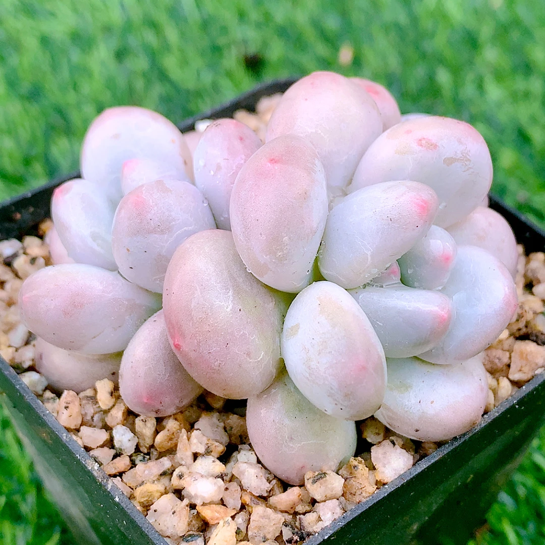 香水双头起精品多肉植物盆栽阳台花卉好养一单包邮