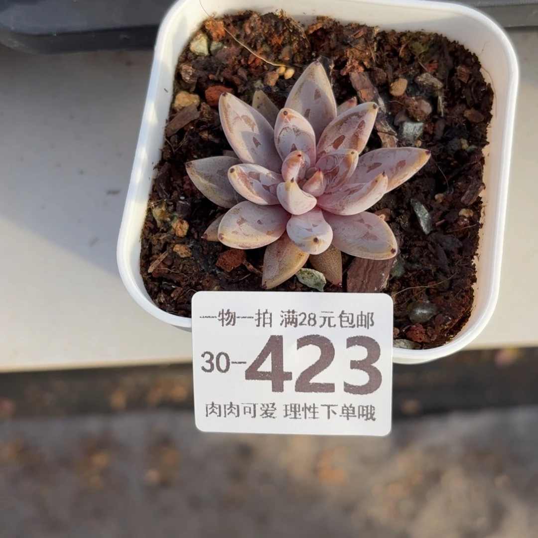 魔爪无盆土发货无盆