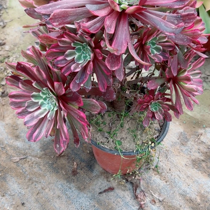 703水墨画多肉植物有掉头一个