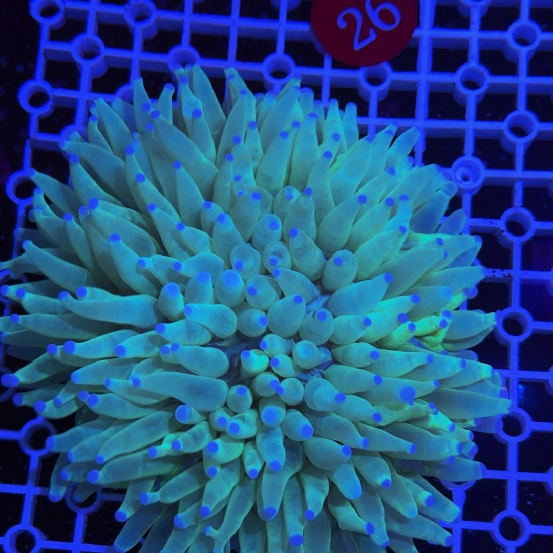 万鱼来朝海水观赏