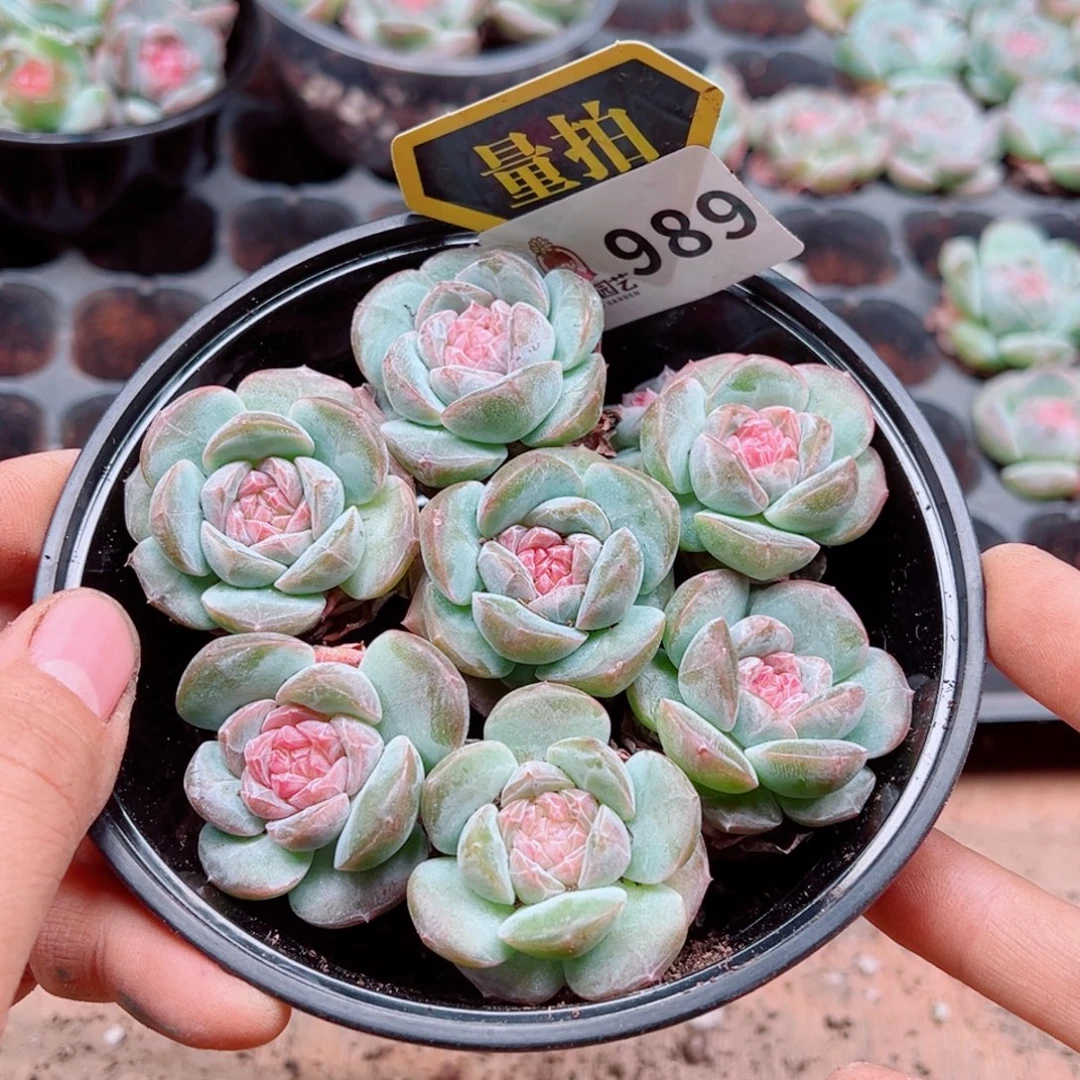 多肉植物多肉植物