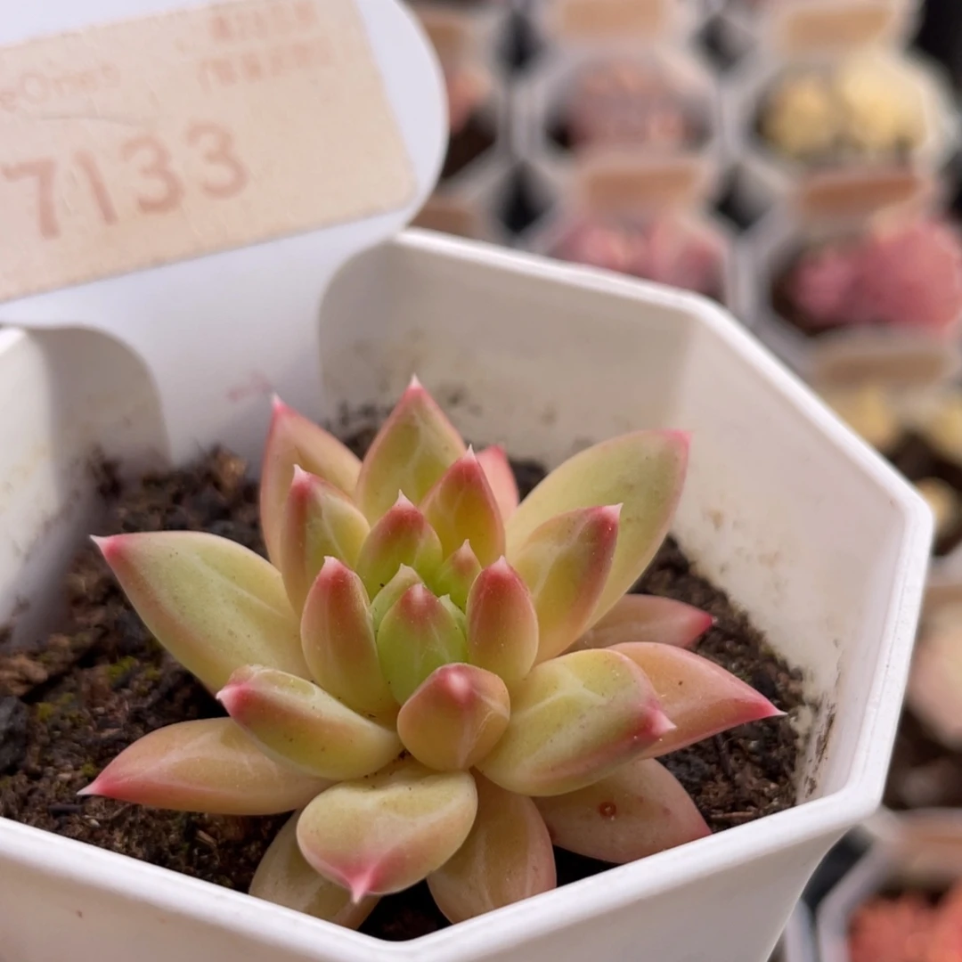 甲骨文7133-4.5厘米