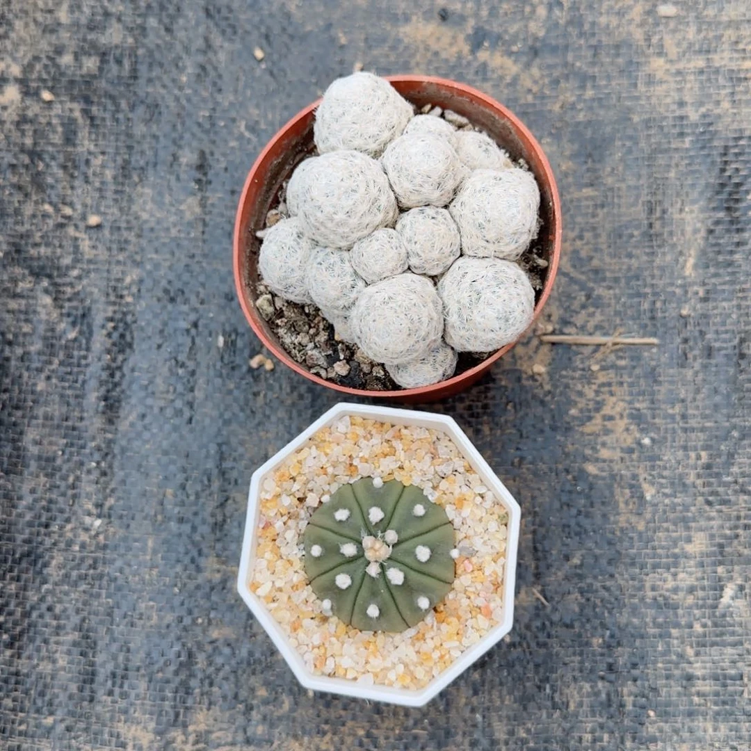 仙人球两颗0000000