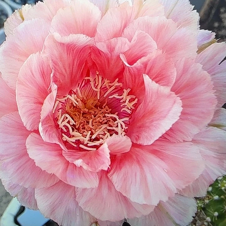 雅森507号自根球5公分左右