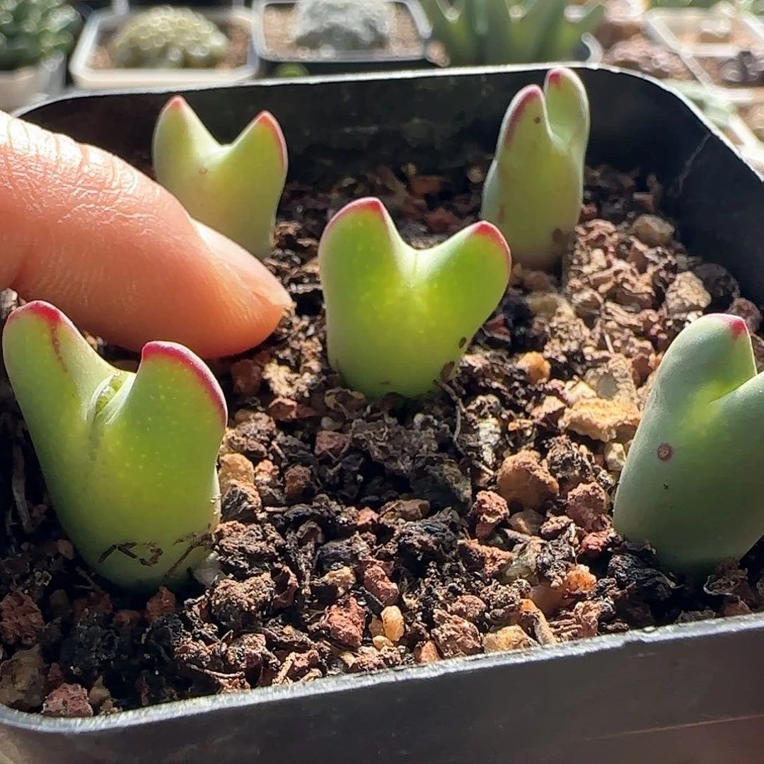 璇*脱土满28包邮25463