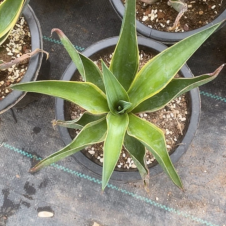 完美主义者勿拍鹦鹉嘴