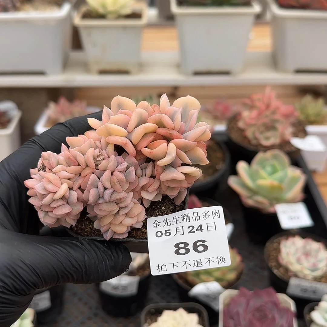 0524-86雪精灵锦缀